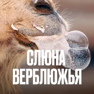 Стикер 22 Креативно Ругаем Студентов