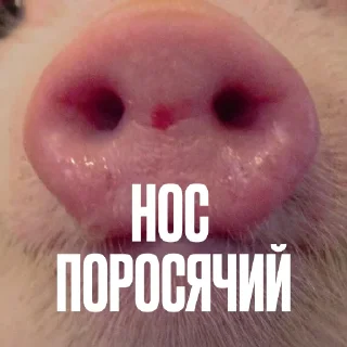 Стикер 6 Креативно Ругаем Студентов