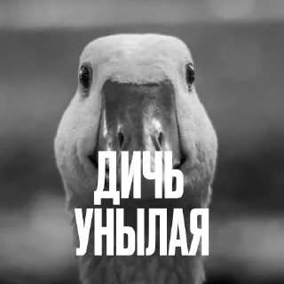 Стикер 5 Креативно Ругаем Студентов