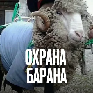 Стикер 24 Креативно Ругаем Студентов