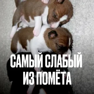 Стикер 3 Креативно Ругаем Студентов