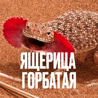 Стикер 12 Креативно Ругаем Студентов