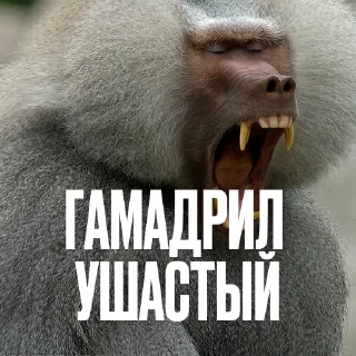 Стикер 13 Креативно Ругаем Студентов