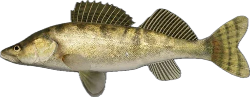 🐟 Стикер «Russian Fishing 4» для Telegram