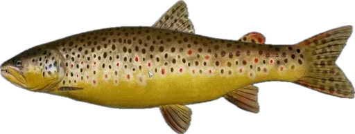 🐠 Стикер «Russian Fishing 4» для Telegram