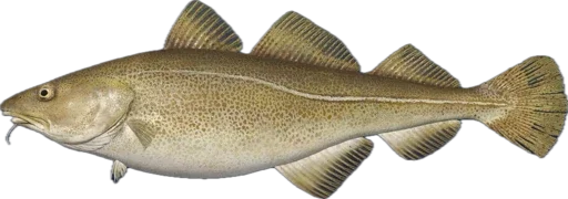 🐟 Стикер «Russian Fishing 4» для Telegram