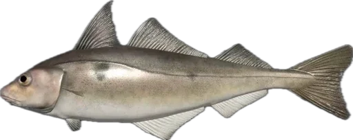 🐠 Стикер «Russian Fishing 4» для Telegram