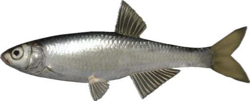 🐟 Стикер «Russian Fishing 4» для Telegram