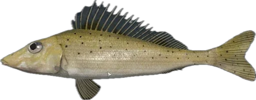 🐠 Стикер «Russian Fishing 4» для Telegram