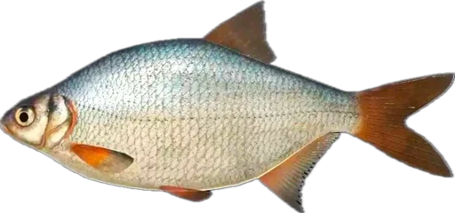 🐟 Стикер «Russian Fishing 4» для Telegram