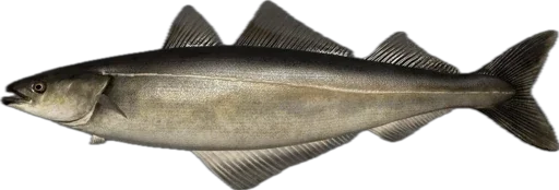 🐟 Стикер «Russian Fishing 4» для Telegram