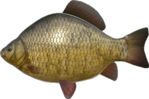 🐠 Стикер «Russian Fishing 4» для Telegram