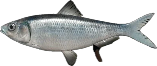 🐟 Стикер «Russian Fishing 4» для Telegram