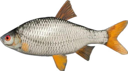 🎣 Стикер «Russian Fishing 4» для Telegram