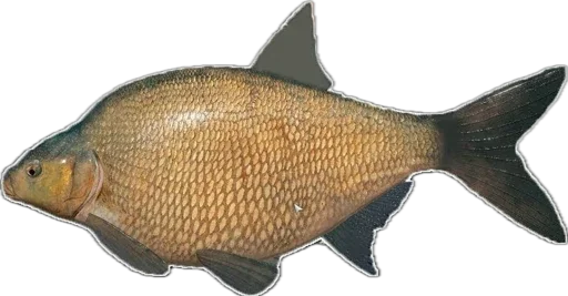 🐠 Стикер «Russian Fishing 4» для Telegram