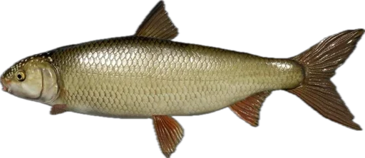 🎣 Стикер «Russian Fishing 4» для Telegram