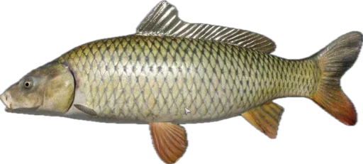 🐟 Стикер «Russian Fishing 4» для Telegram