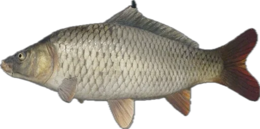 🐟 Стикер «Russian Fishing 4» для Telegram