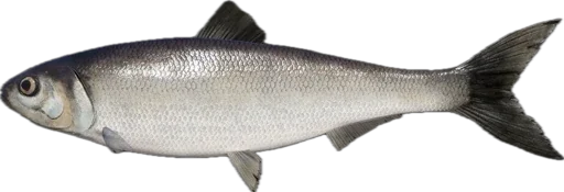 🐠 Стикер «Russian Fishing 4» для Telegram