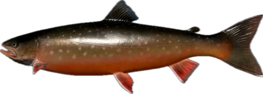 🎣 Стикер «Russian Fishing 4» для Telegram