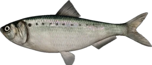 🐟 Стикер «Russian Fishing 4» для Telegram