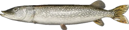 🐠 Стикер «Russian Fishing 4» для Telegram