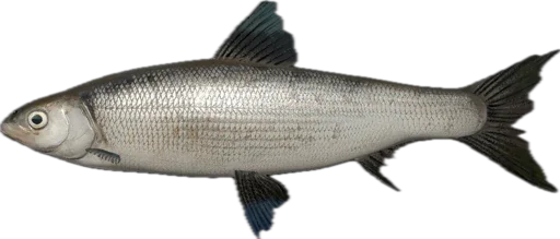 🐟 Стикер «Russian Fishing 4» для Telegram