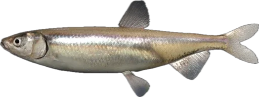 🎣 Стикер «Russian Fishing 4» для Telegram