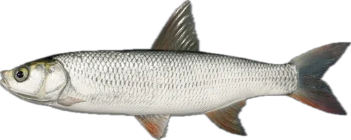 🐟 Стикер «Russian Fishing 4» для Telegram