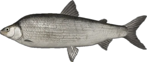 🐟 Стикер «Russian Fishing 4» для Telegram