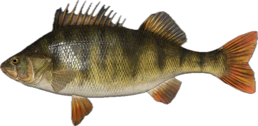 🐟 Стикер «Russian Fishing 4» для Telegram