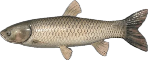 🐟 Стикер «Russian Fishing 4» для Telegram