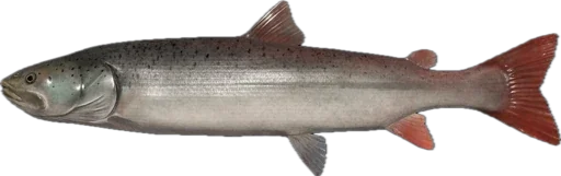 🐠 Стикер «Russian Fishing 4» для Telegram