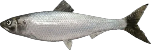 🐟 Стикер «Russian Fishing 4» для Telegram