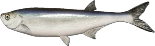 🐟 Стикер «Russian Fishing 4» для Telegram