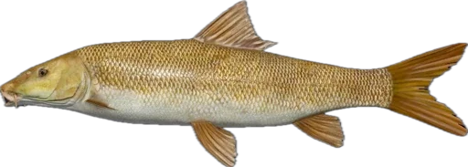 🐟 Стикер «Russian Fishing 4» для Telegram