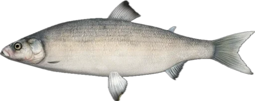 🐠 Стикер «Russian Fishing 4» для Telegram