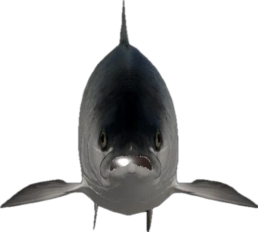 🎣 Стикер «Russian Fishing 4» для Telegram