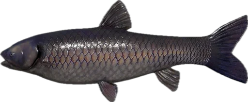🐠 Стикер «Russian Fishing 4» для Telegram