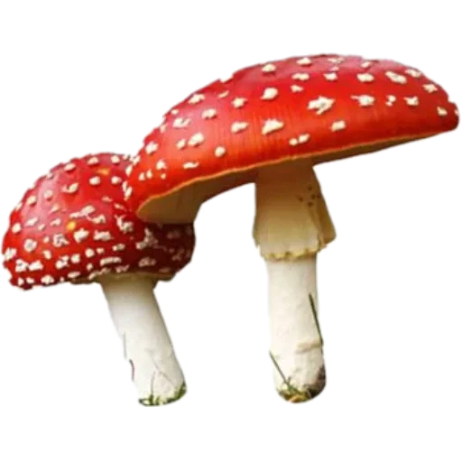 🍄 Стикер «Русская эстетика» для Telegram
