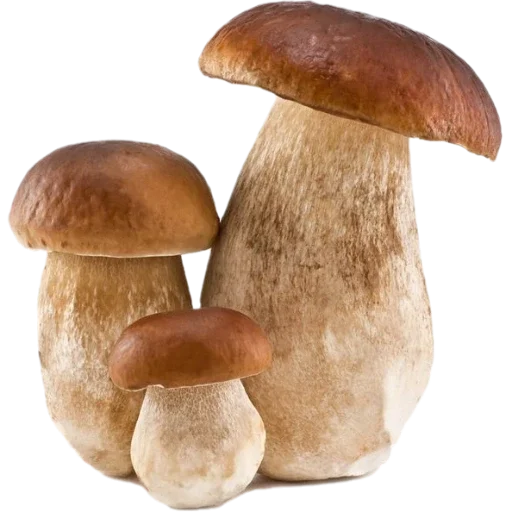 🍄 Стикер «Русская эстетика» для Telegram