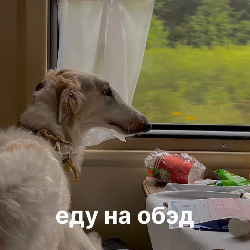 🍽 Стикер «носатый пак» для Telegram