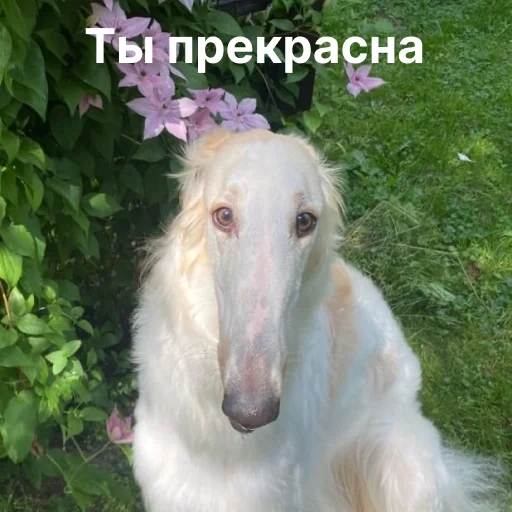 🌺 Стикер «носатый пак» для Telegram