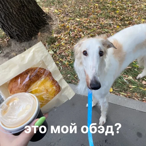 🍽 Стикер «носатый пак» для Telegram