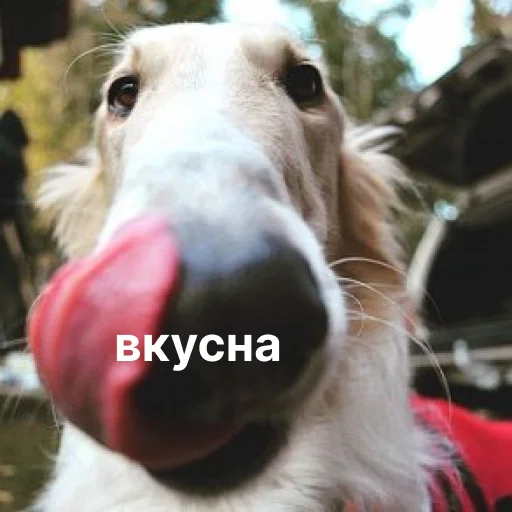 ☺️ Стикер «носатый пак» для Telegram