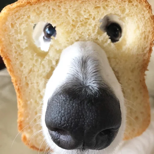 🍞 Стикер «носатый пак» для Telegram