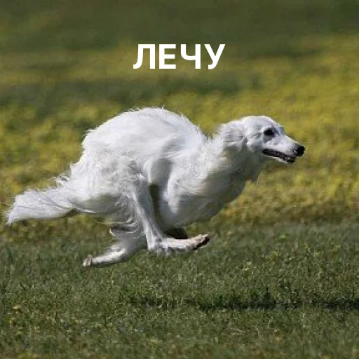 ✈️ Стикер «носатый пак» для Telegram