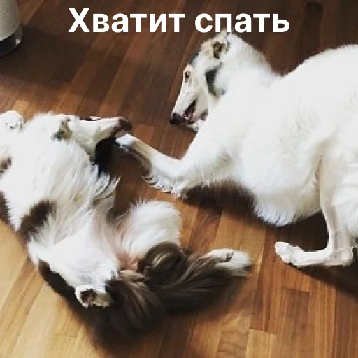 ❌ Стикер «носатый пак» для Telegram
