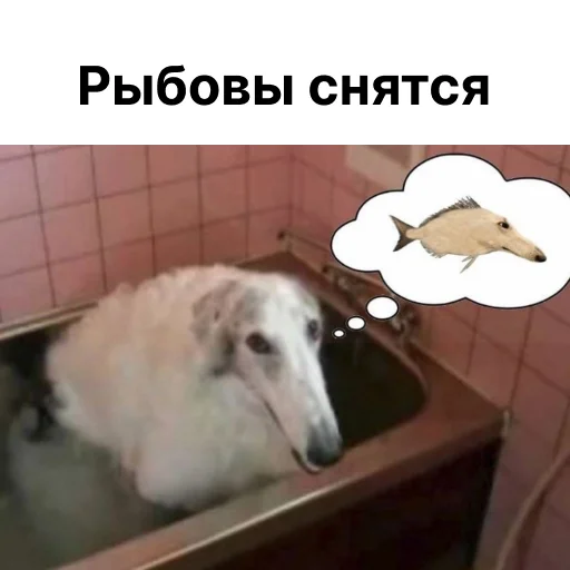 🐠 Стикер «носатый пак» для Telegram