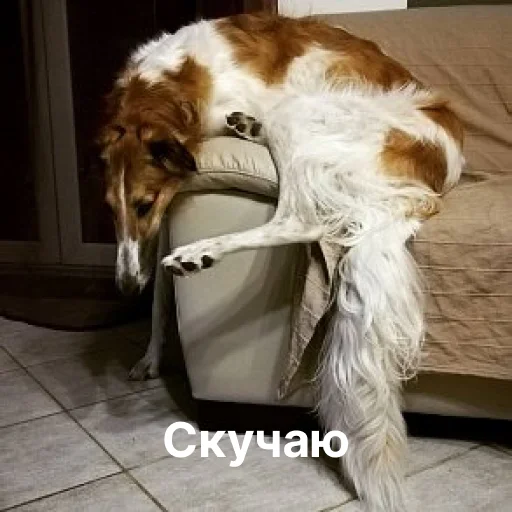 🥺 Стикер «носатый пак» для Telegram
